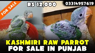 Raw Parrot Chicks For Sale In Lahorecargo All Over In Stan Contact 0331 4957619