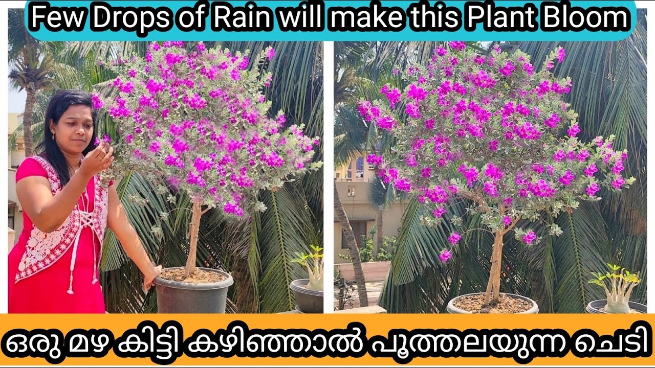 Texas Sage ( Nikodia) Complete Care | Summer Flowering Plant | വെയിൽ സ്നേഹിക്കുന്ന ടെക്സാസ് സേജ്