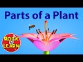 Photosynthesis and Parts of a Plant - for Kids