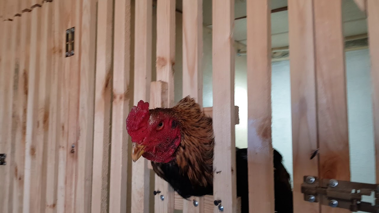 Бойцовая птица (шамо).Не продаётся. Шымкент Казахстан