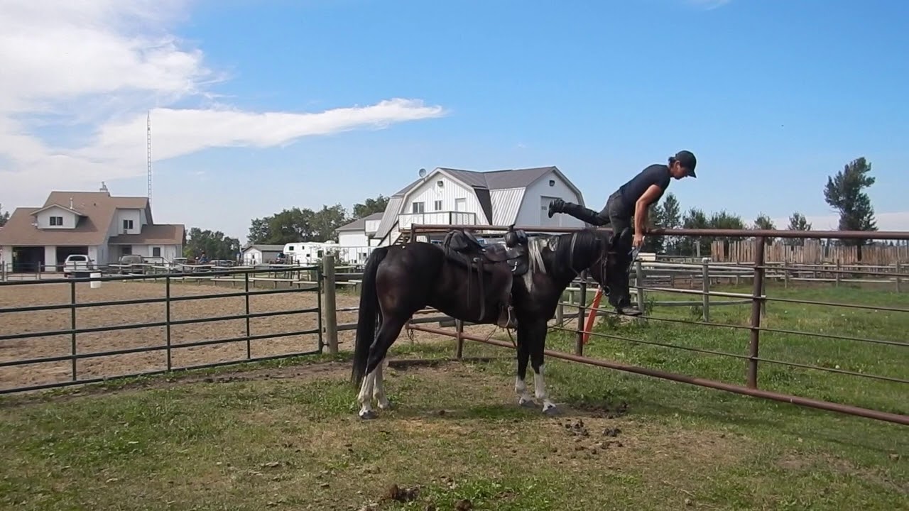 Bat the Horse YouTube