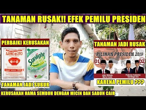 Video: Bagaimana Menangani Pengawet Di Tanaman Rumah