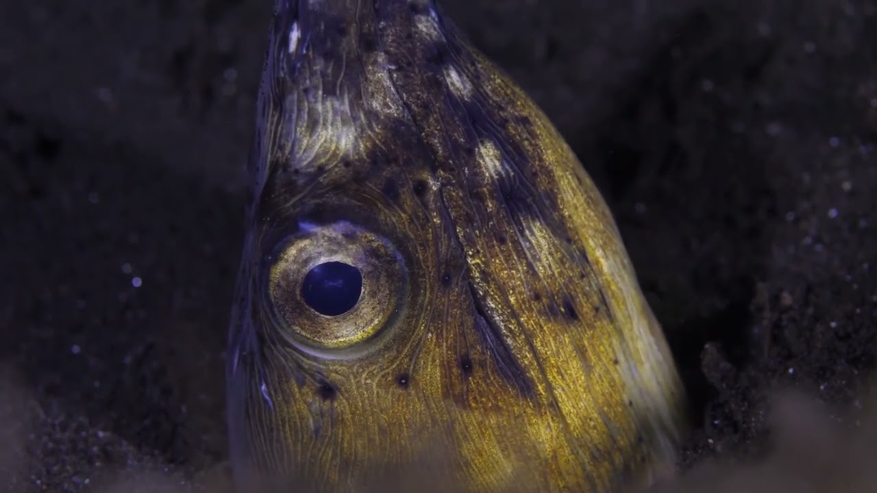 Glowing Wonders: Animals That Light Up the Night!