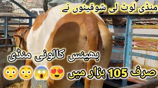 Bhains colony Mandi Karachi Cattle Rates Update on 29-May-2024 | MashAllah Soday He Soday |#cowmandi