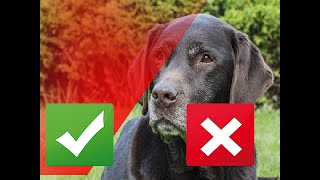7 Signs of Cushing's Disease in Dogs