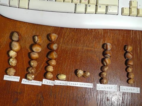 Сравнение плодов фундука 6 сортов ! Comparison of hazelnuts 6 varieties