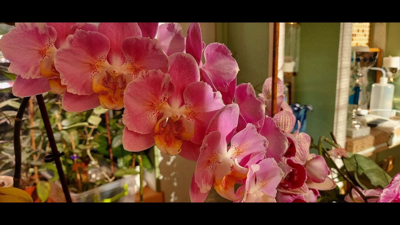 КВІТУВАННЯ В ЛИПНІ!🔥ОРХІДЕЇ ТА ХОЙКИ😍 ПЕРШЕ КВІТУВАННЯ ПІДЛІТКІВ