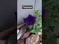 Year 2 for these petunias! #ihavethisthingwithplants #plants #flowers