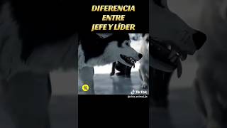 DIFERENCIA ENTRE JEFE Y LÍDER!#animal #jefe #diferencia #lider #hermanos #perros #dogs #animales