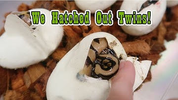 The 1st Ball Python Egg Cutting of the Year!