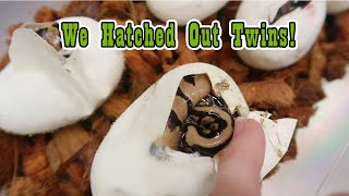 Famous The 1st Ball Python Egg Cutting of the Year! Net Worth