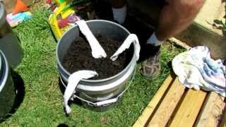 TRG 2012:  2 of 2: Filling & Planting the Self Wicking Tomato Watering Container