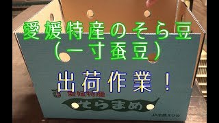 栽培 収穫したそら豆の出荷作業　一寸蚕豆の選果