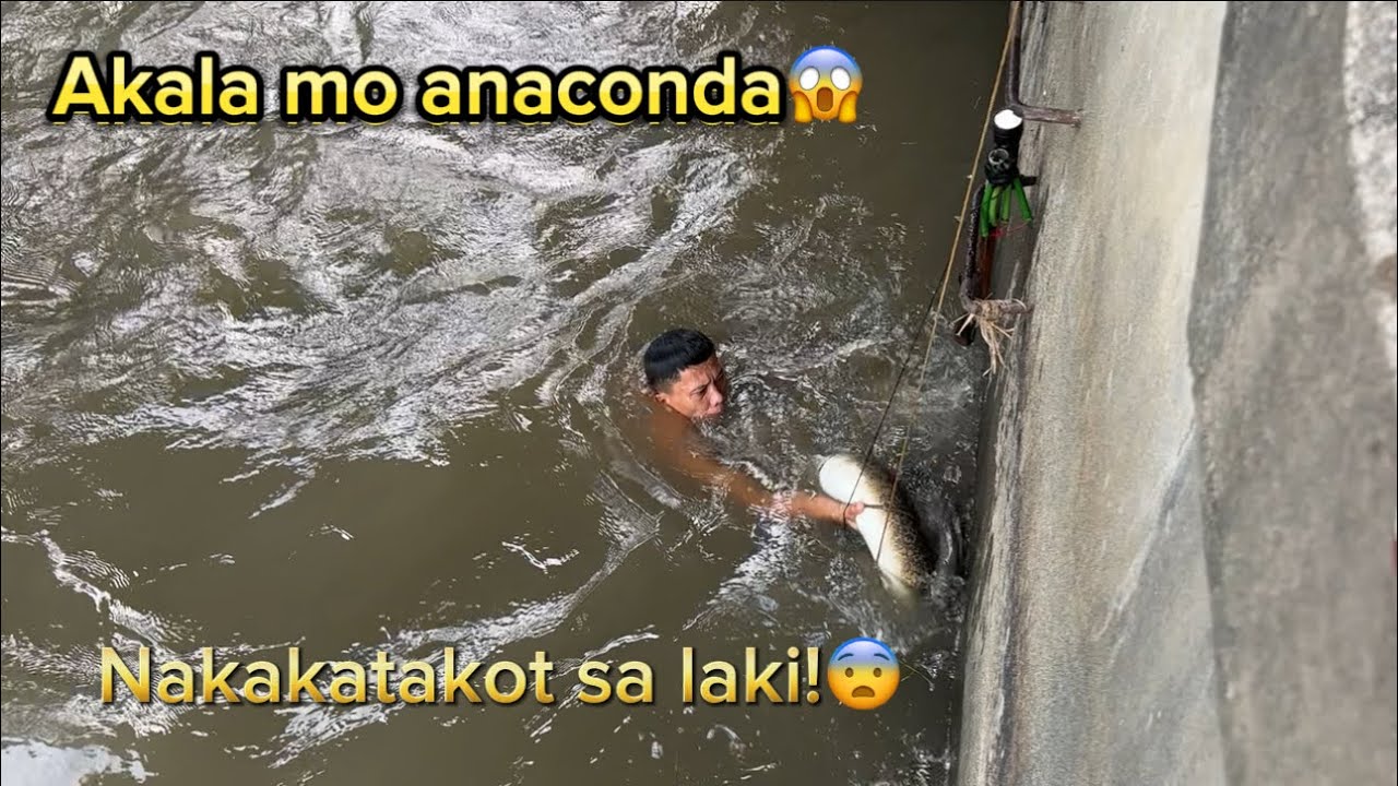 DAMBUHALANG PALOS\IGAT OR KASILI😱Ilang kawil na kaya ang napigtas nito?|Pangasinan|.