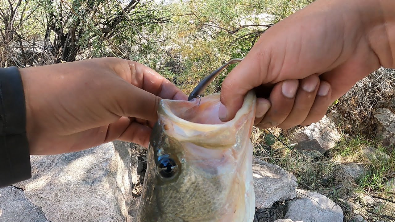 Gulp Minnows Work Great at the Spillway
