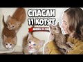 КАК МЫ СПАСЛИ 11 КОТЯТ - История Наших Котиков