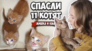 КАК МЫ СПАСЛИ 11 КОТЯТ - История Наших Котиков