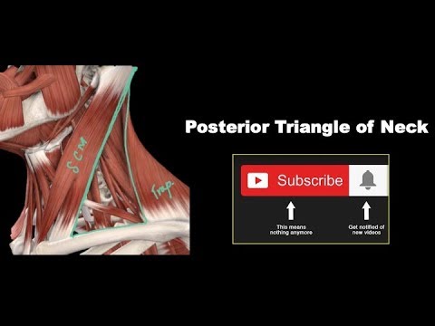 Posterior Triangle of