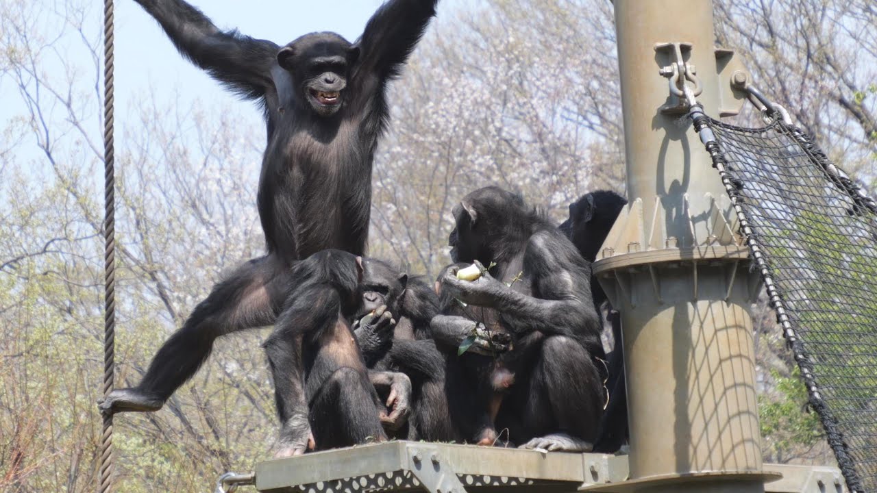 スーパーヒロイン　サクラのスクリーム　多摩動物公園　チンパンジー　202503