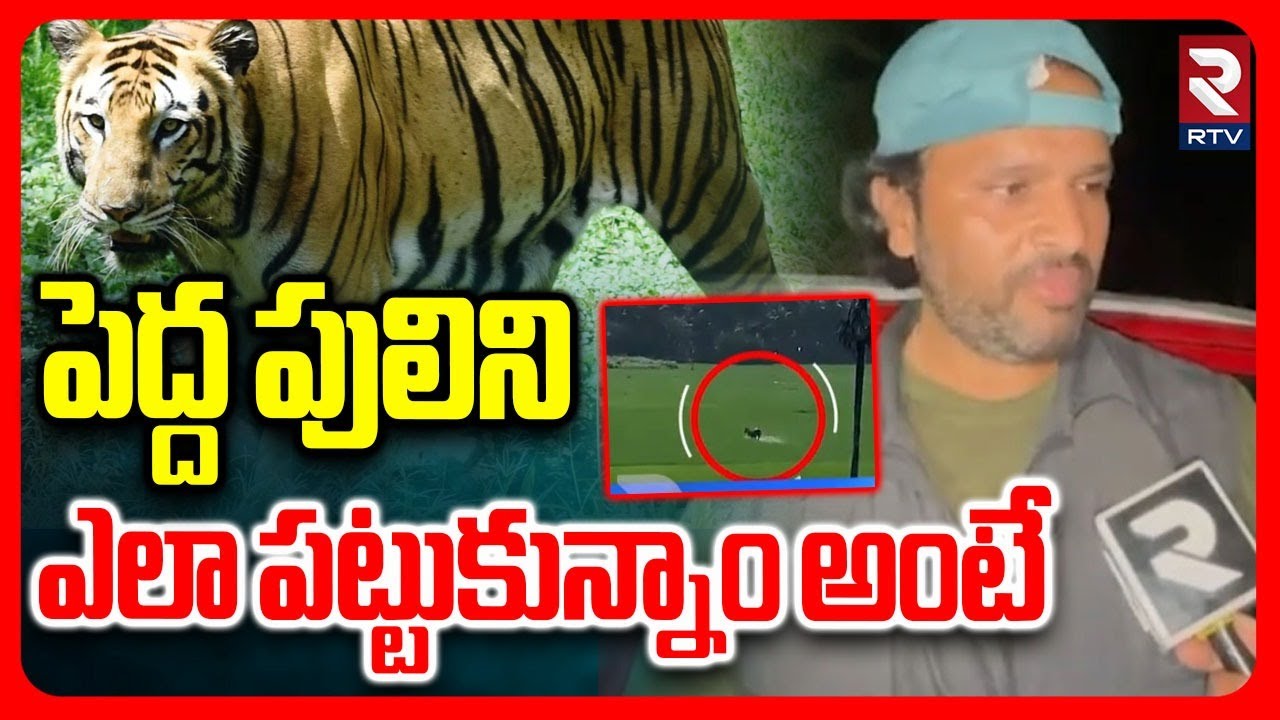 పెద్ద పులిని ఎలా పట్టుకున్నాం అంటే.. | Tiger In East Godavari | Operation Tiger | Pedda Puli | RTV