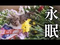 助けた子猫 突然の別れ【地域猫】【保護猫】