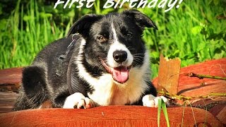 Joy, border collie  first birthday!