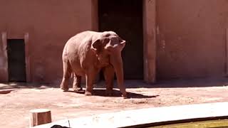 Bioparco di Roma.🦅🐒🦒🐧Зоопарк в Риме - Биопарк🐵