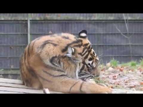 Tiger ,Ree Park,Denmark 27. november 2016