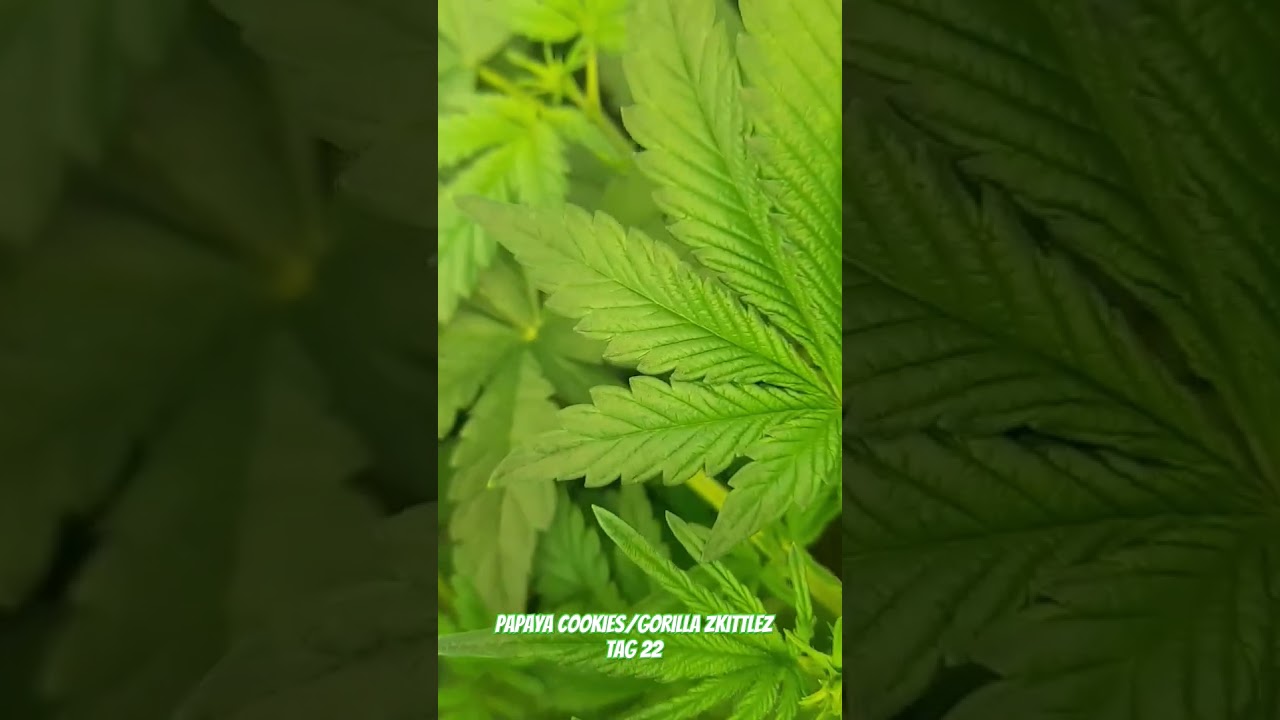 First Grow! 🚀💚 (Part: 7 Day: 26) 