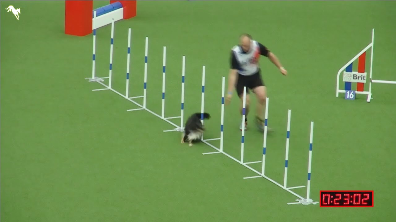 knpv berger hollandais Sissy - FCI Agility World Championship 2017