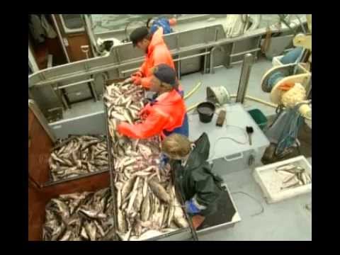 Ostseefischerei Arbeit Und Methoden Schleswig Holsteinischer Kustenfischer Youtube