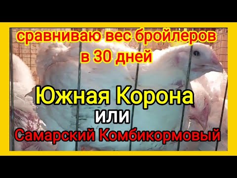 Выбираю лучший комбикорм для выращивания крупного бройлера. Комбикорм Южная Корона удивляет!