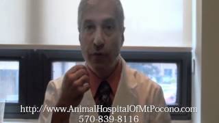 Mt Pocono Veterinarian on Pet's Broken Tooth