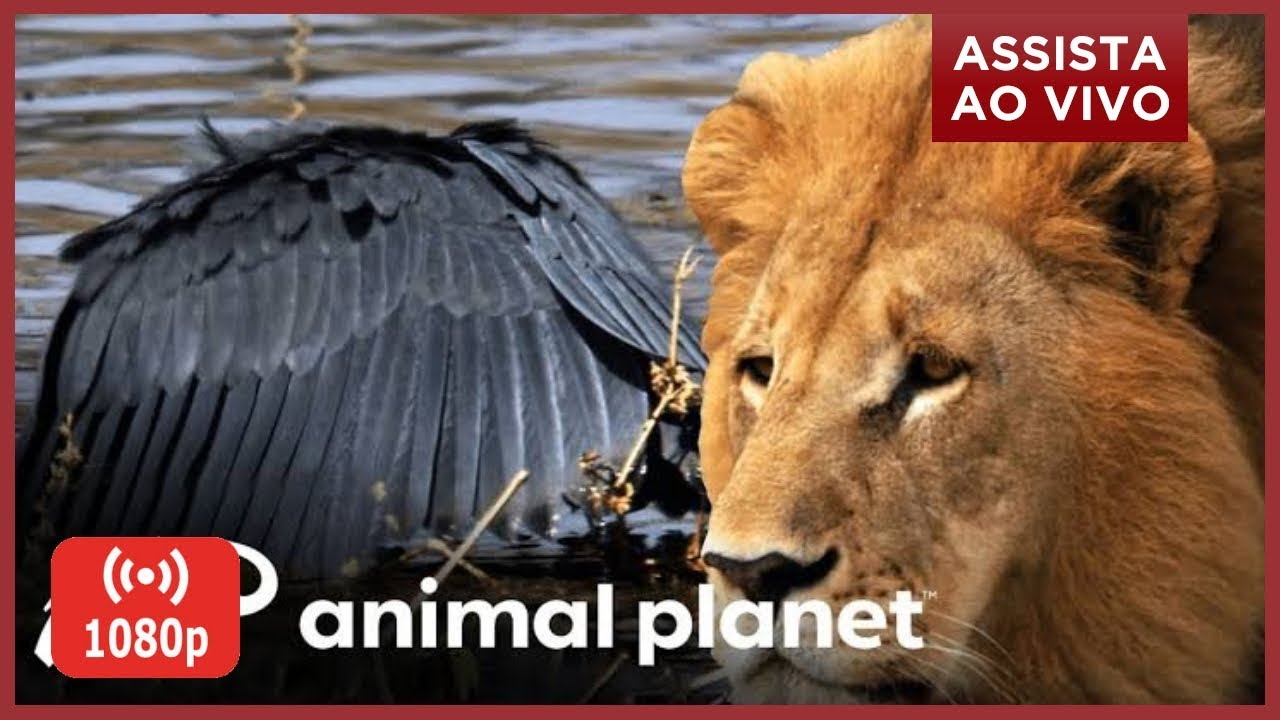 Animal Planet Ao Vivo - 1080p - Link na Descrição - YouTube