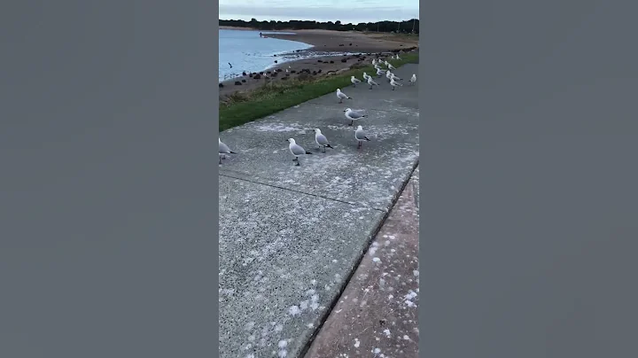 Seagulls walking