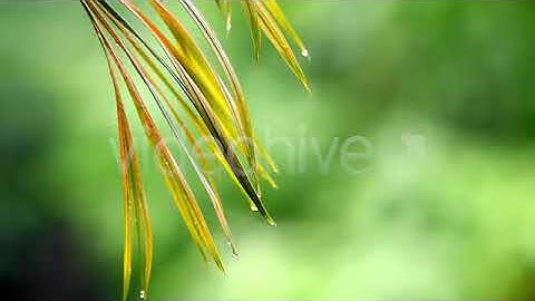 Palm Leaves in The Rain | Stock Footage - Envato elements