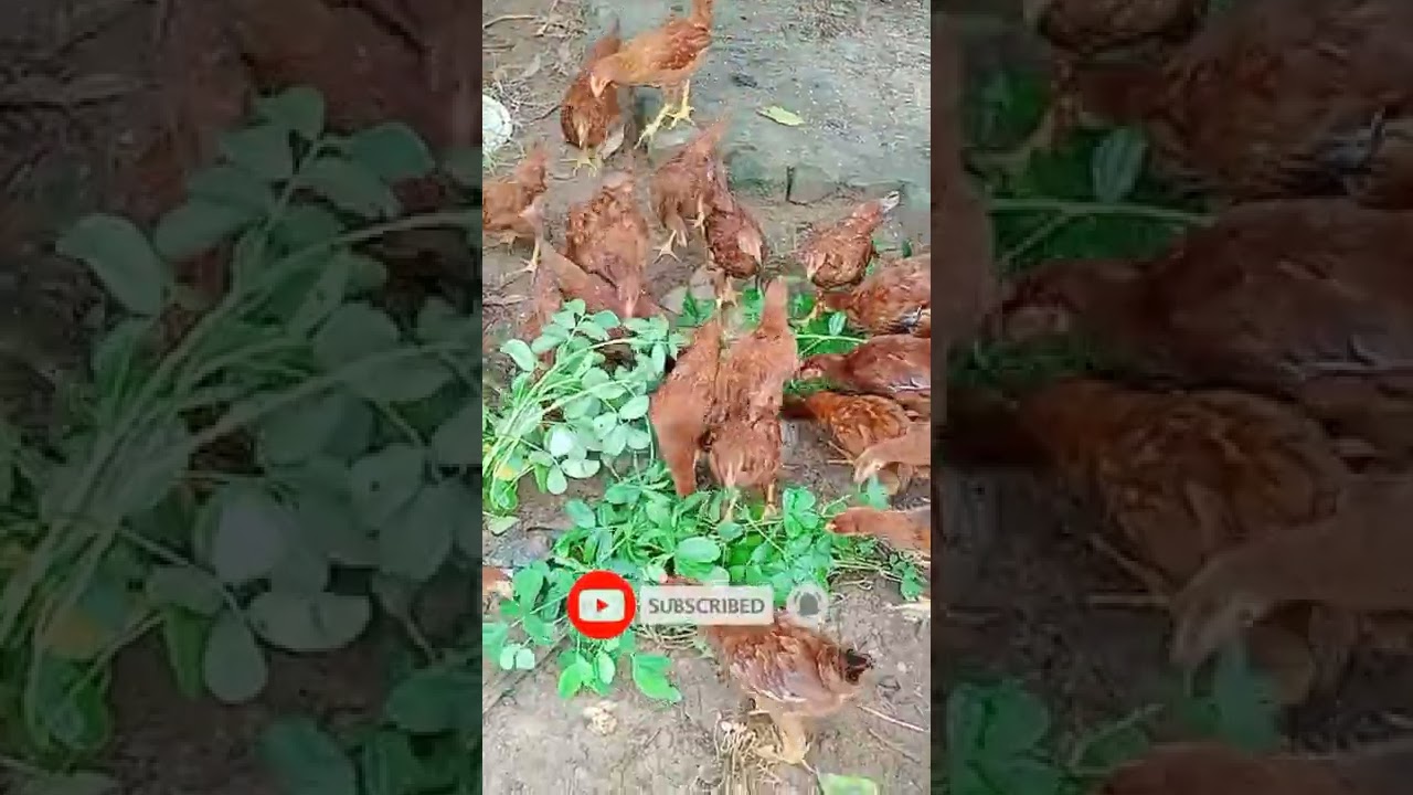 RIR CHIKES IN 97 DAY RIR POULTRY FARM OF ODISHA 