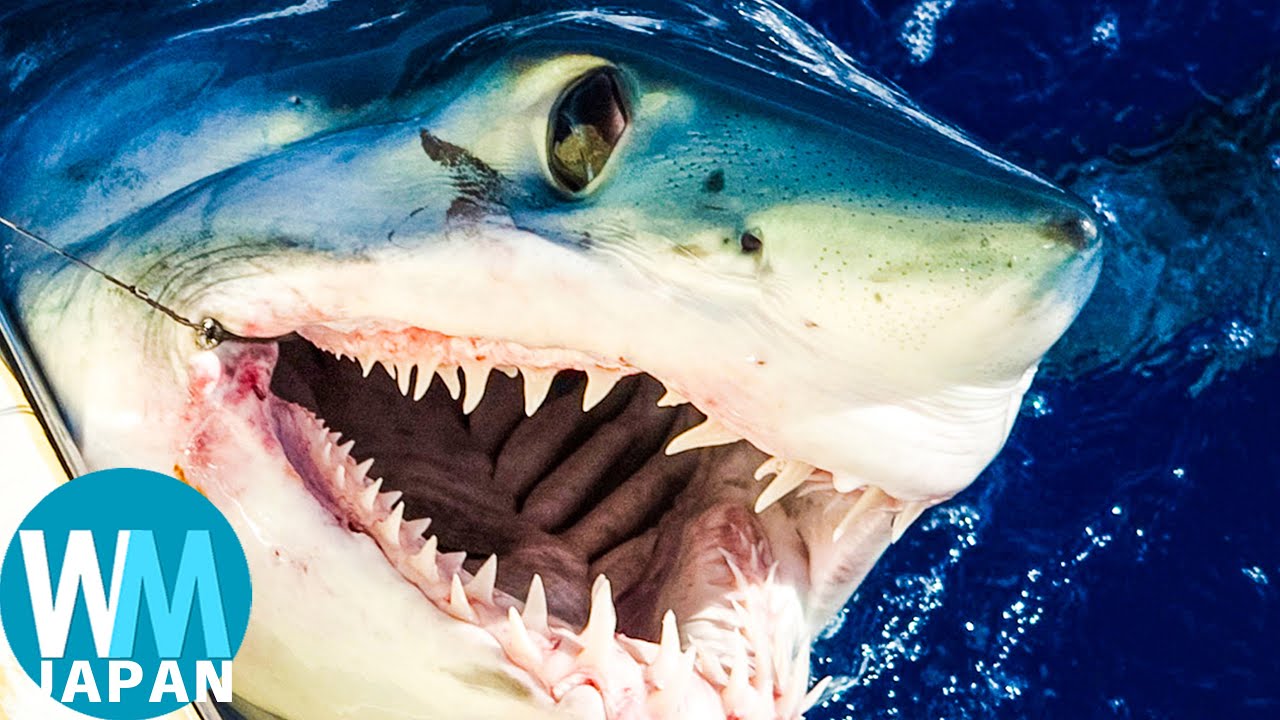 最も恐ろしいサメ ランキングtop10 Youtube