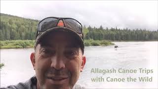 Allagash Canoe Trips and Moose!