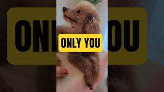 Only you 오직 당신만이 #dog #강아지 #애견영상 #cutedog #puppy #funny #poodle #푸들 #doggy #animals #only