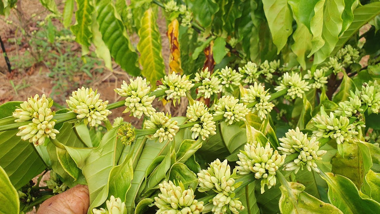 Đã đến lúc cần nước cho cây cà phê nở hoa 