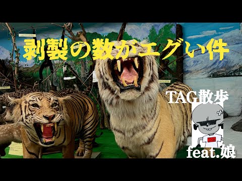 夏休み番外編】初めて行った「つやま自然ふしぎ館」大型動物の剥製は