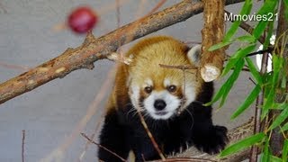 舌をめいいっぱい出して頑張るレッサーパンダ~Go for it! Red Panda,Seita