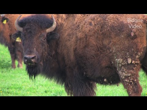 Buffel Buffalo Bison Youtube