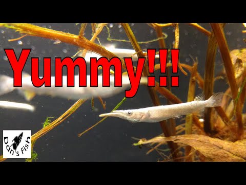 Video: Knifefish