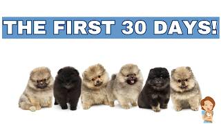 The ULTIMATE Guide to Your First Month With a Pomeranian Puppy