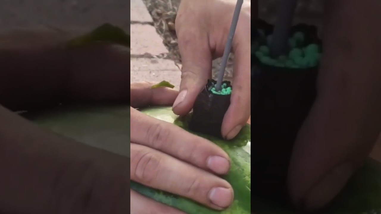 how to destroy a watermelon!