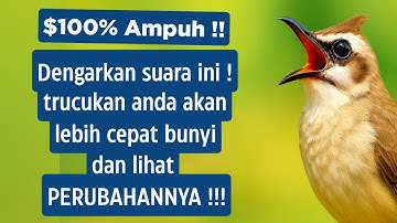 Masteran trucukan gacor ngalas tarung ropel paling bagus untuk pancingan trucukan agar bunyi nyaut