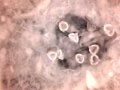 Birdcam_2010-04-28_15-26-10.avi