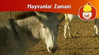 Hayvanlar zamanı - Eşek ve Güvercinler, Luli TV